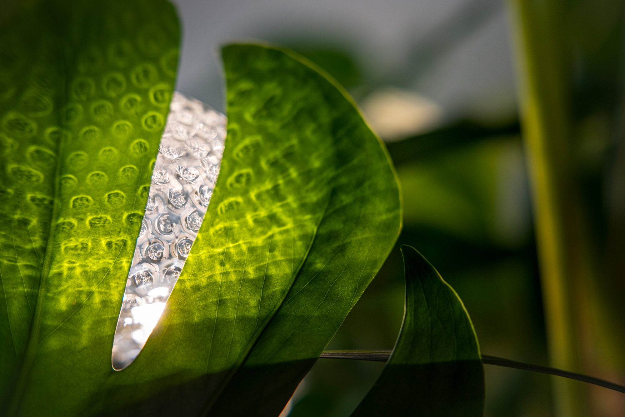 RHS Chelsea Flower Show &#8211; Out of the Shadows