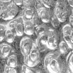 Medousê - irregular transparent glass