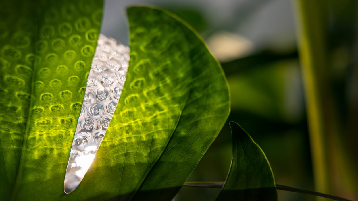 RHS Chelsea Flower Show – Out of the Shadows